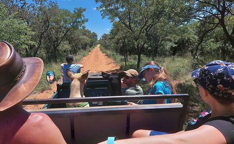 game drives, game viewing, wildlife, pet friendly