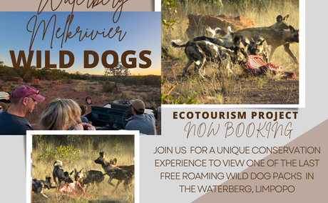 Free roaming Waterberg African Wild dogs viewing opportunity