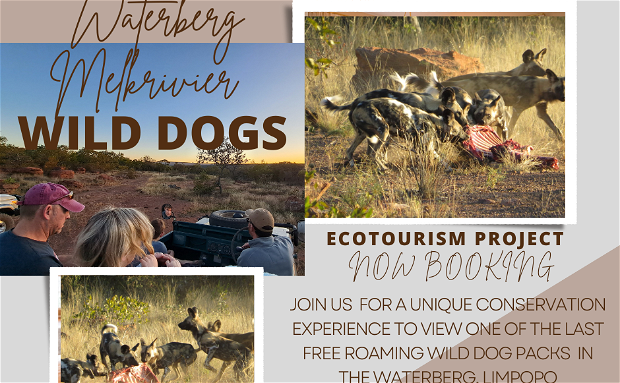 Free roaming Waterberg African Wild dogs viewing opportunity