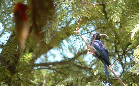 birding bird watching bird identification