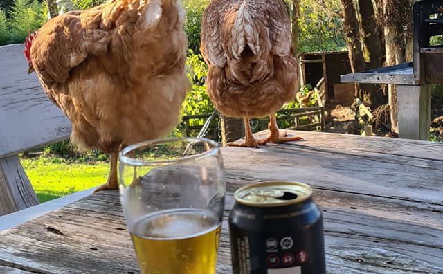 Chicken Chicken