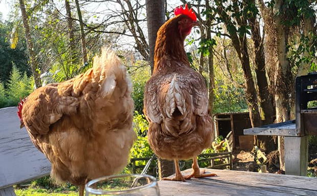 Chicken Chicken