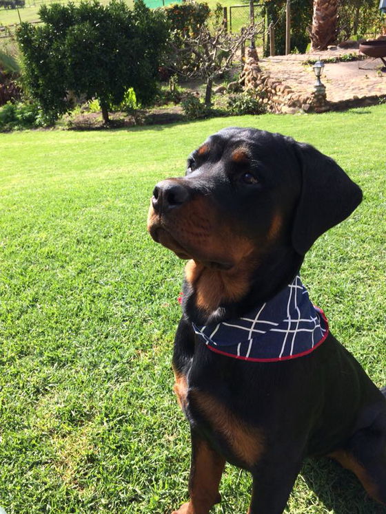 Rescued dogs relaxing in the serene environment of De Leeuwenhof Estate, reflecting the peace and care they receive