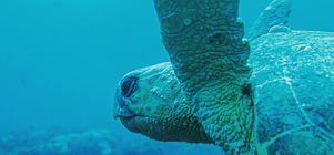 Jay's Pro Dive Center- Scuba & Stay 