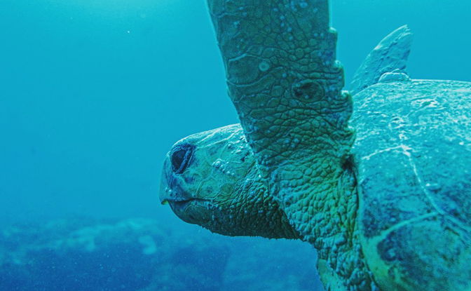 Jay's Pro Dive Center- Scuba & Stay 