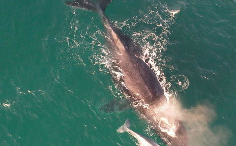Whale Watching