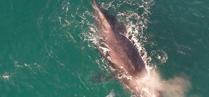 Whale Season Special 2026