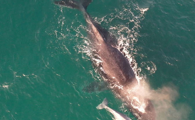 Whale Season Special 2026