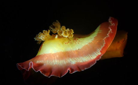 Spanish Dancer Mozambique diving in Guinjata Bay near Tofo Barra Inhambane