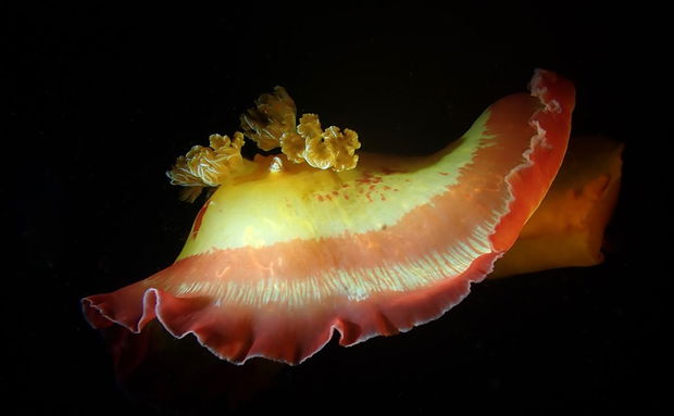 Spanish Dancer Mozambique diving in Guinjata Bay near Tofo Barra Inhambane