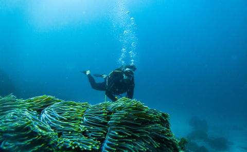 Mozambique scuba diving travel near Tofo Inhambane and Barra