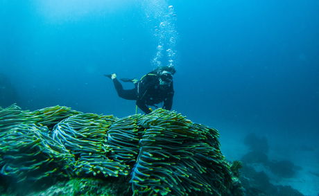 Scuba Diving Mozambique (Guinjata Bay, Barra, Tofo)