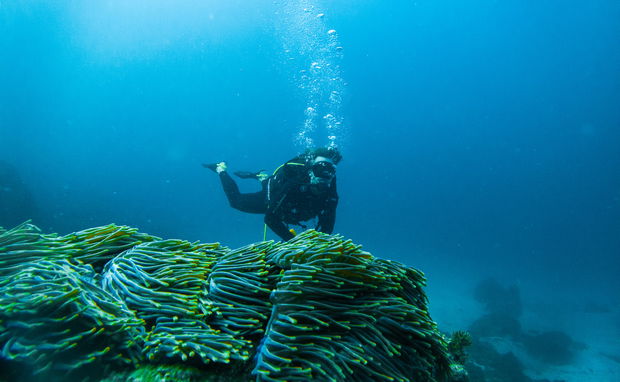 Scuba Diving Mozambique (Guinjata Bay, Barra, Tofo)