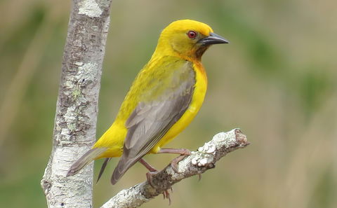 Olive Headed Weaver Mozambique birding special species