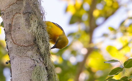 Olive Headed Weaver Mozambique birding special species Southern African Birding Area