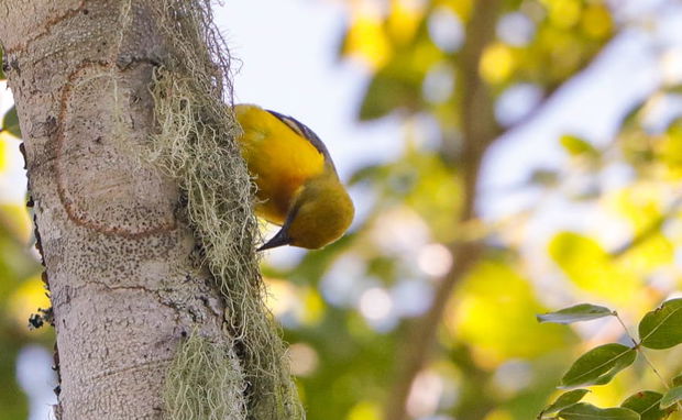 Olive Headed Weaver Mozambique birding special species Olive Headed Weaver Mozambique birding special species