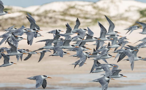 Tern Southern African Birding Region Mozambique 