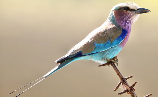 Lylac Breasted Roller Mozambique Birding Southern Africa