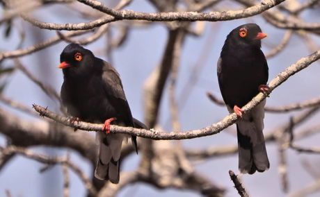 Southern Mozambique African Birding Area Special species specialized birding vilankulos Save River adventure bird birding holiday