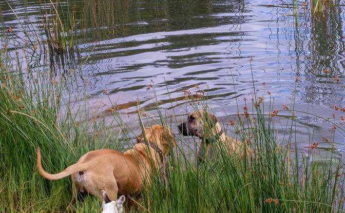 We are Pet Friendly with fenced cottages