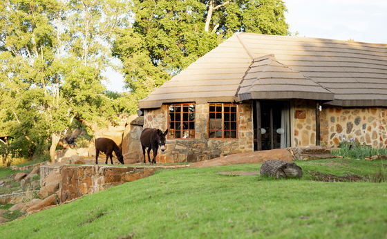 Brown Cottage | Sleeps 4 | Pet-Friendly | Fully Fenced