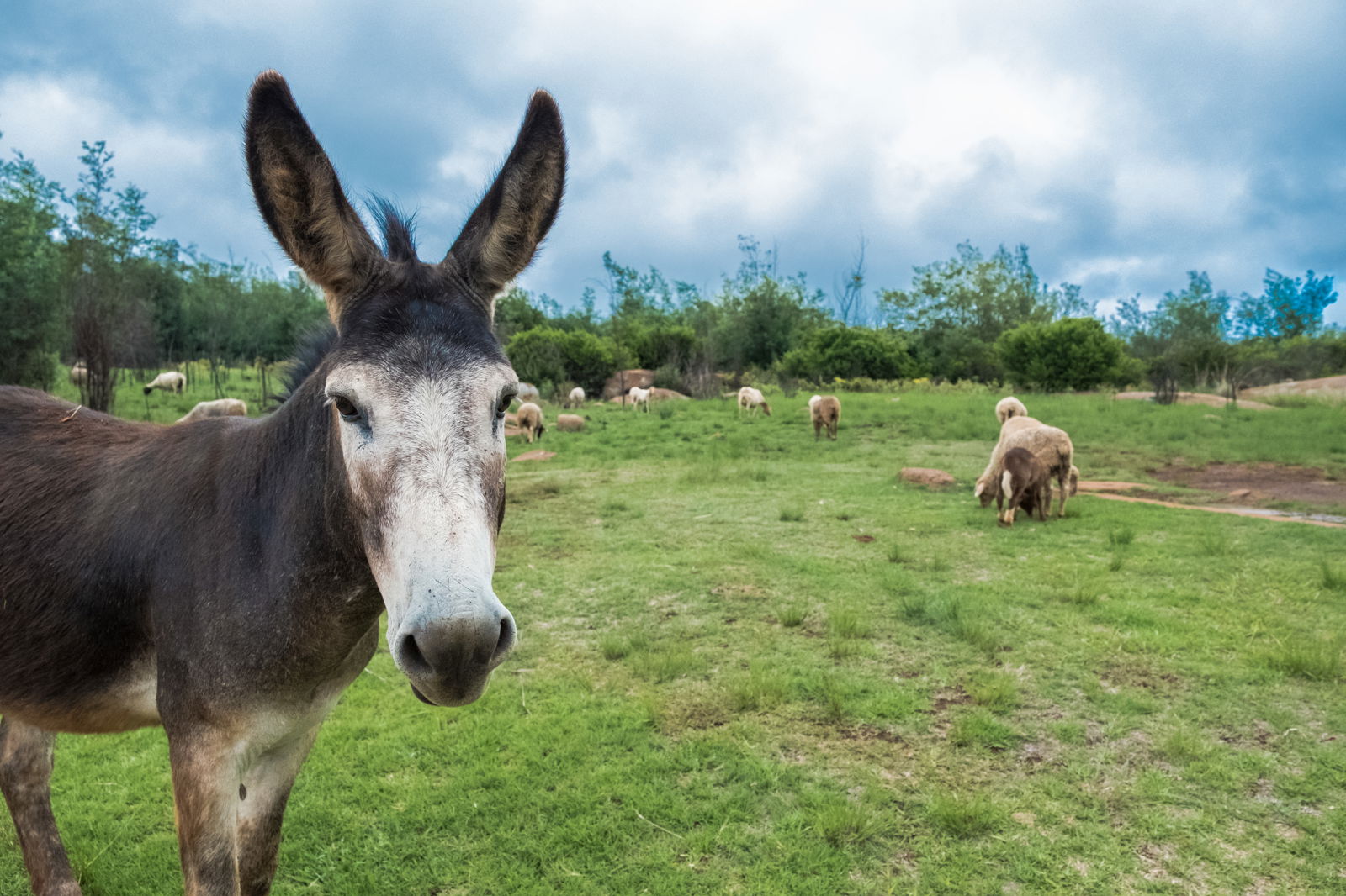 Dont be a Donkey! Call us..