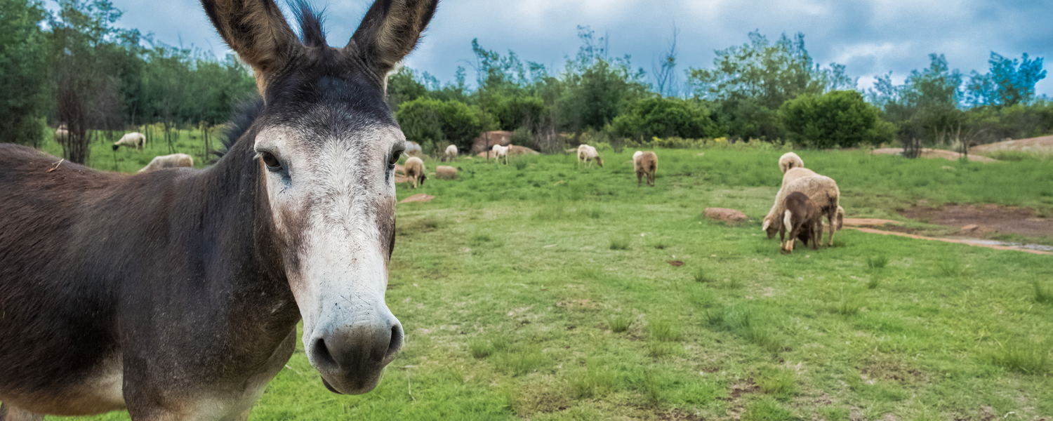 Dont be a Donkey! Call us..