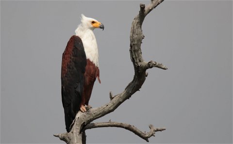 One of three resident fish eagles heard, and seen daily, from our main deck