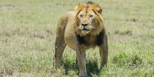 Murchison Falls Tour