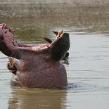 Hippo in Water in Kazinga Channel Uganda