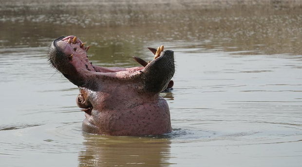 Hippo in Water in Kazinga Channel Uganda Hippo in Water in Kazinga Channel Uganda