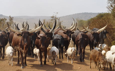 The Ankole cow!