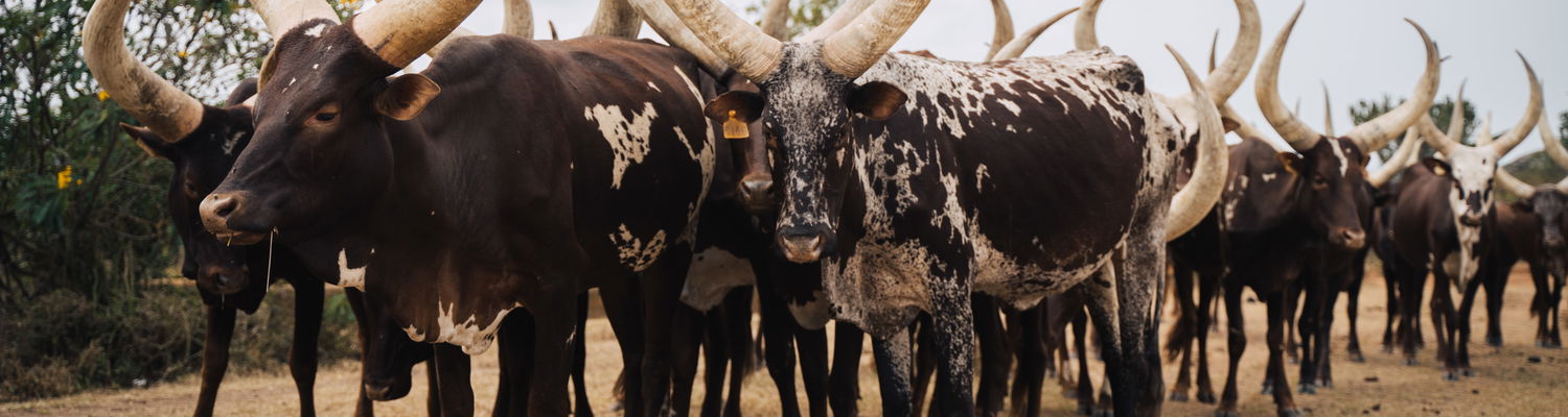 The Ankole Cow!