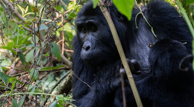 Mountain gorillas in Bwindi Forest