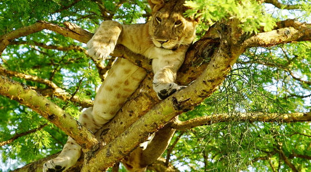 Tree climbing Lion Uganda