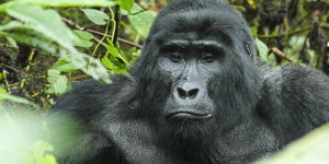 The Ultimate Uganda safari in 8 days