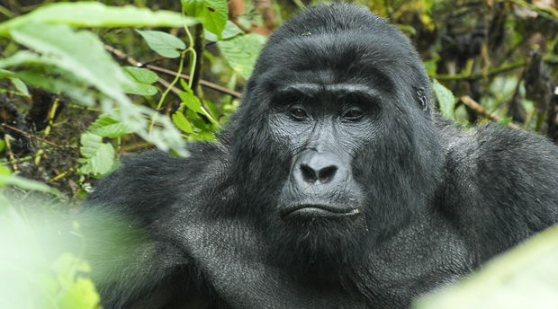 Gorilla Tracking in Uganda is the Climax of the African Adventure Gorilla Tracking in Uganda is the Climax of the African Adventure