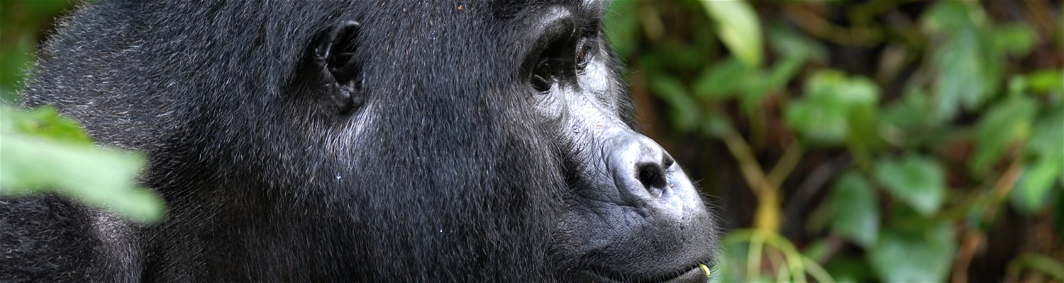 Mountain Gorilla in Africa