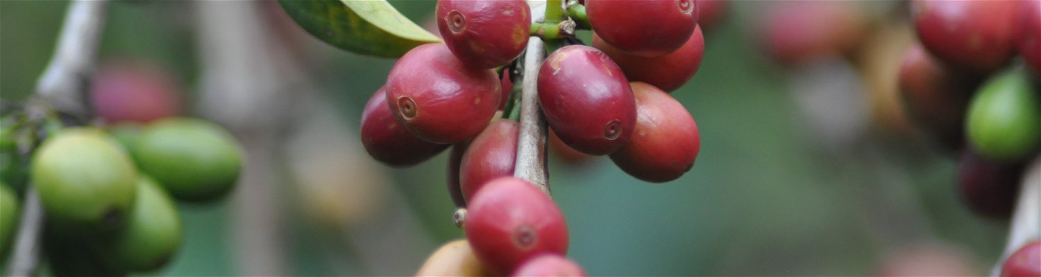 Fresh Coffee in a Ugandan garden