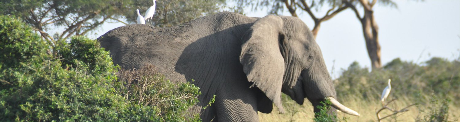 Murchison falls national park. Uganda wild animals