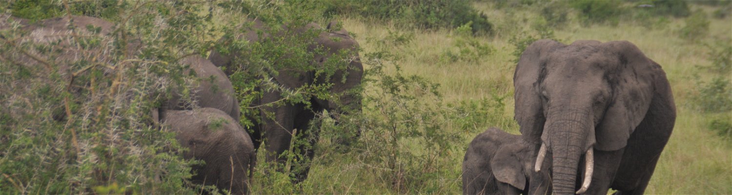 Uganda National Parks