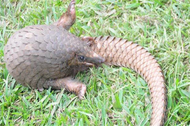 Tour near Kampala City. What to do around Kampala. Pangolin. Entanda. 