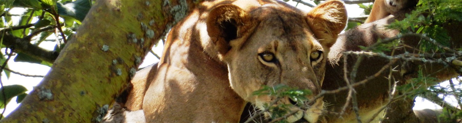 Tree climbing lions of Africa