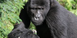 3-days Bwindi Gorilla Tour