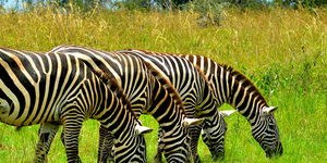 Best of Uganda in 12 days