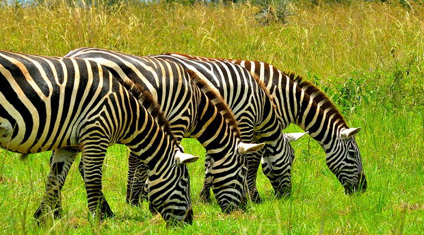 Uganda Zebra in Kidepo Valley National Park