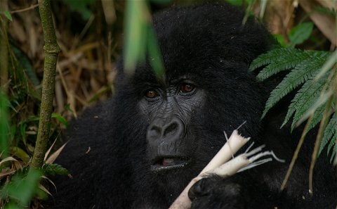 Mountain Gorilla