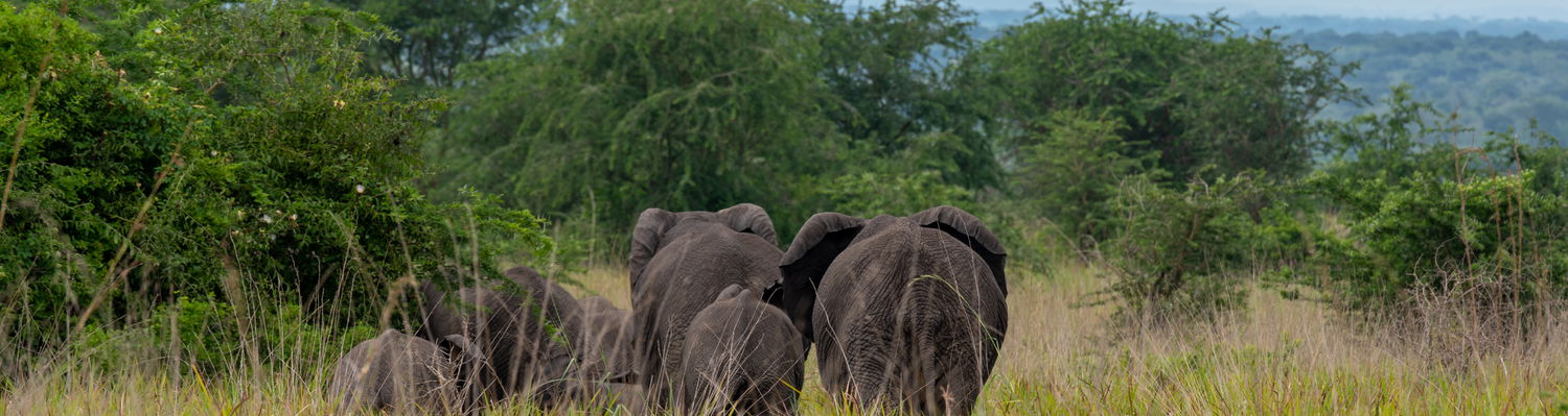 Elephants in Queen Elizabeth National Park