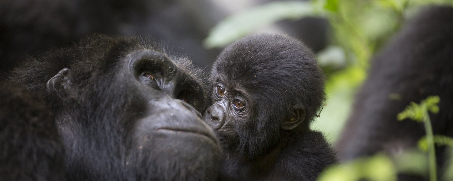 Like you, gorillas kiss too! 