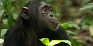 4 Day Queen Elizabeth National Park and Chimpanzee Tracking